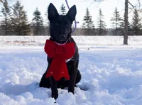 Phoenix, a female Belgian Malinois for sale in Plant City, FL – Photo 1 of 10