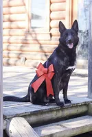 Phoenix, a female Belgian Malinois for sale in Plant City, FL – Photo 5 of 10