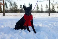 Phoenix, a female Belgian Malinois for sale in Plant City, FL – Photo 4 of 10
