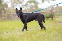 Kratos, a male Belgian Malinois and Dutch Shepherd for sale in Tampa, FL – 4 of 6