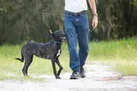 Nova, a female Belgian Malinois and Dutch Shepherd for sale in Tampa, FL – 1 of 7