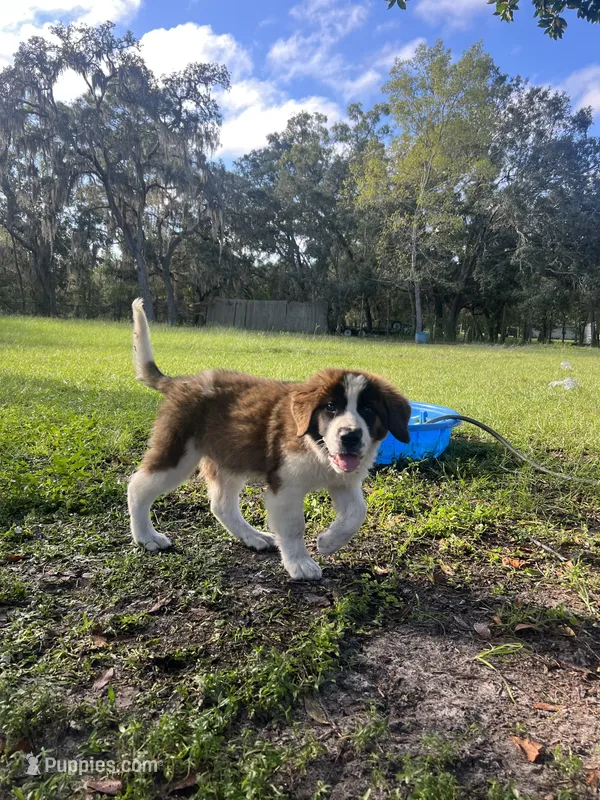 Legacy – Saint Bernard puppy for sale in Boca Raton, FL