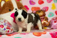 processed/fc7f1ad1-d314-4855-ba7b-a7f677dba74e/listing/90278d9a-267e-438e-8323-b2f1b88cc226/842ab75c-17e7-4ae7-abb0-8f51111eaaff