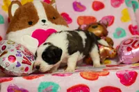 processed/fc7f1ad1-d314-4855-ba7b-a7f677dba74e/listing/90278d9a-267e-438e-8323-b2f1b88cc226/da4ba66f-cda8-4a4c-babd-1e3235bc5e3c