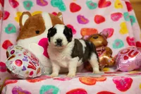 processed/fc7f1ad1-d314-4855-ba7b-a7f677dba74e/listing/90278d9a-267e-438e-8323-b2f1b88cc226/dfc01d61-a545-42ad-b9d0-5c093f7bc373