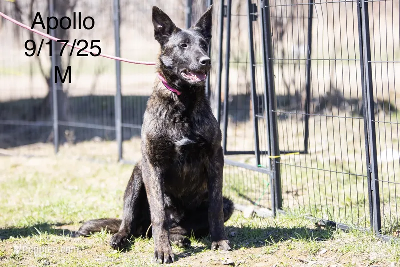 Apollo, a male Belgian Malinois and Dutch Shepherd for sale in Plant City, FL – 1 of 1