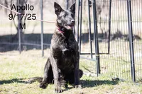Apollo, a male Belgian Malinois and Dutch Shepherd for sale in Plant City, FL – 1 of 1