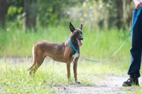 Camilla, a female Belgian Malinois for sale in Boca Raton, FL – 5 of 6