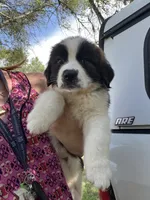 Legacy, a female Saint Bernard for sale in Plant City, FL – 1 of 3