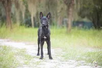 Jet, a male Belgian Malinois and Dutch Shepherd for sale in Boca Raton, FL – 4 of 4