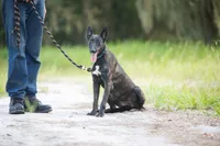 Nova, a female Belgian Malinois and Dutch Shepherd for sale in Tampa, FL – 3 of 7