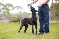 Kratos, a male Belgian Malinois and Dutch Shepherd for sale in Tampa, FL – 5 of 6