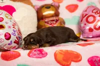 Moose, a male Australian Shepherd and Border Collie for sale in Plant City, FL – Photo 1 of 4