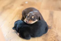 Moose, a male Australian Shepherd and Border Collie for sale in Plant City, FL – Photo 4 of 4