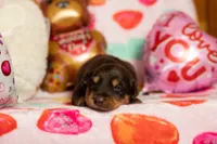 Moose, a male Australian Shepherd and Border Collie for sale in Plant City, FL – Photo 3 of 4