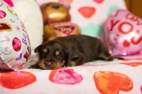 Moose, a male Australian Shepherd and Border Collie for sale in Plant City, FL – Photo 2 of 4