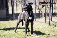 Andromeda , a female Belgian Malinois and Dutch Shepherd for sale in Plant City, FL – 3 of 5