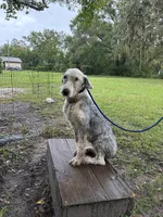 Daisy, a female Old English Sheepdog for sale in Tampa, FL – 2 of 3