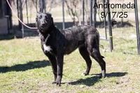 Andromeda , a female Belgian Malinois and Dutch Shepherd for sale in Plant City, FL – 4 of 5