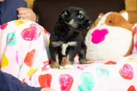 Starburst, a female Australian Shepherd and Border Collie for sale in Plant City, FL – Photo 5 of 6
