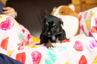 Starburst, a female Australian Shepherd and Border Collie for sale in Plant City, FL – Photo 6 of 6