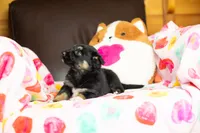 Starburst, a female Australian Shepherd and Border Collie for sale in Plant City, FL – Photo 4 of 6