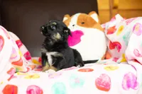Starburst, a female Australian Shepherd and Border Collie for sale in Plant City, FL – Photo 3 of 6