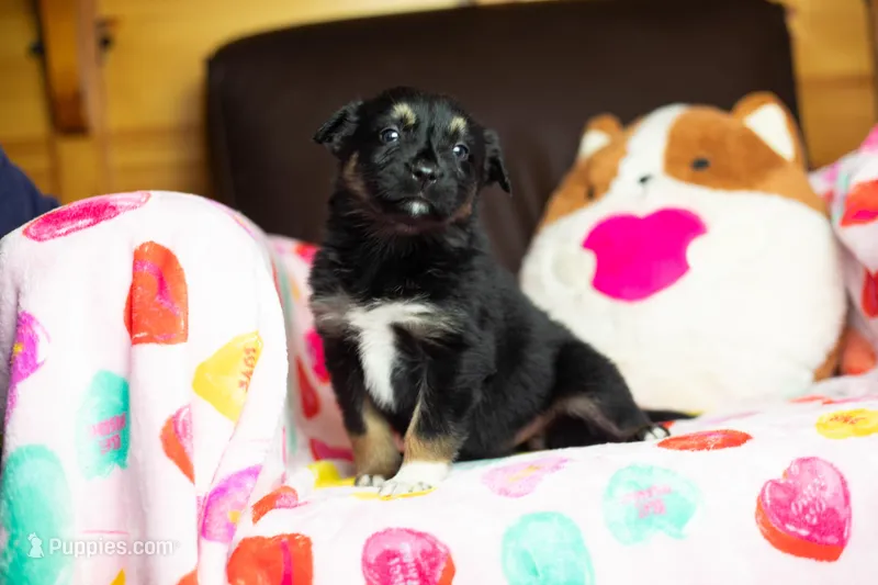 Starburst, a female Australian Shepherd and Border Collie for sale in Plant City, FL – Photo 1 of 6
