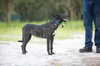 Nova, a female Belgian Malinois and Dutch Shepherd for sale in Tampa, FL – 5 of 7