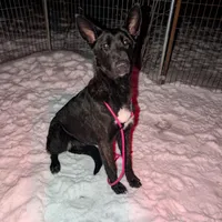Phoenix, a female Belgian Malinois for sale in Plant City, FL – Photo 2 of 8