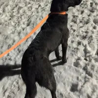Phoenix, a female Belgian Malinois for sale in Plant City, FL – Photo 3 of 8