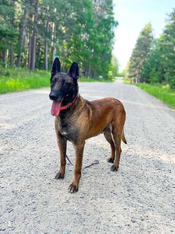 Phoenix – Belgian Malinois puppy for sale in Plant City, FL