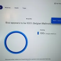 Phoenix, a female Belgian Malinois for sale in Plant City, FL – Photo 7 of 8