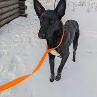 Phoenix, a female Belgian Malinois for sale in Plant City, FL – Photo 1 of 8