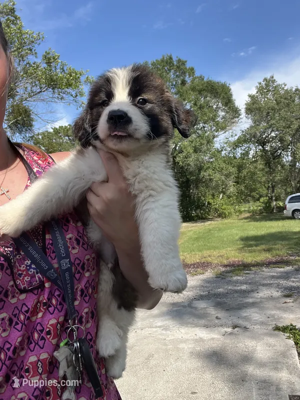 Justice – Saint Bernard puppy for sale in Plant City, FL