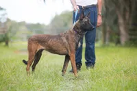 Victory, a female Belgian Malinois for sale in Boca Raton, FL – 3 of 4