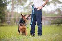Zeus , a male German Shepherd Dog for sale in Tampa, FL – 4 of 5