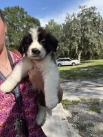 Justice, a male Saint Bernard for sale in Plant City, FL – 2 of 3