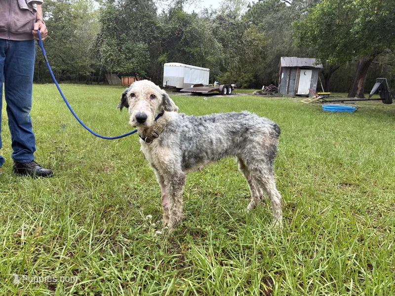 Daisy – Old English Sheepdog puppy for sale in Tampa, FL