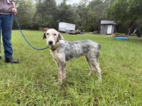 Daisy, a female Old English Sheepdog for sale in Tampa, FL – 1 of 3