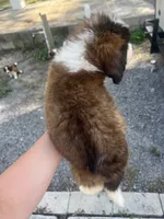 Justice, a male Saint Bernard for sale in Plant City, FL – 3 of 3