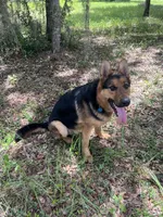 Zeus , a male German Shepherd Dog for sale in Plant City, FL – 2 of 4