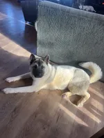 Chanel, a female German Shepherd Dog and Akita for sale in Plant City, FL – Photo 2 of 2