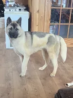 Chanel, a female German Shepherd Dog and Akita for sale in Plant City, FL – Photo 1 of 2