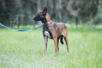 Valor, a female Belgian Malinois for sale in Tampa, FL – 1 of 7