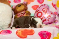 processed/fc7f1ad1-d314-4855-ba7b-a7f677dba74e/listing/da4a5e5c-362a-436d-9308-7a6641ac6c3d/154a9c87-934e-4232-a58f-a4e5a771dafb