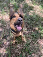 Zeus , a male German Shepherd Dog for sale in Plant City, FL – 1 of 4