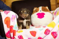 Fudge, a male Australian Shepherd and Border Collie for sale in Plant City, FL – Photo 1 of 3