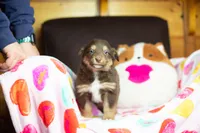 Fudge, a male Australian Shepherd and Border Collie for sale in Plant City, FL – Photo 3 of 3