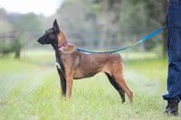 Valor, a female Belgian Malinois for sale in Tampa, FL – 2 of 7